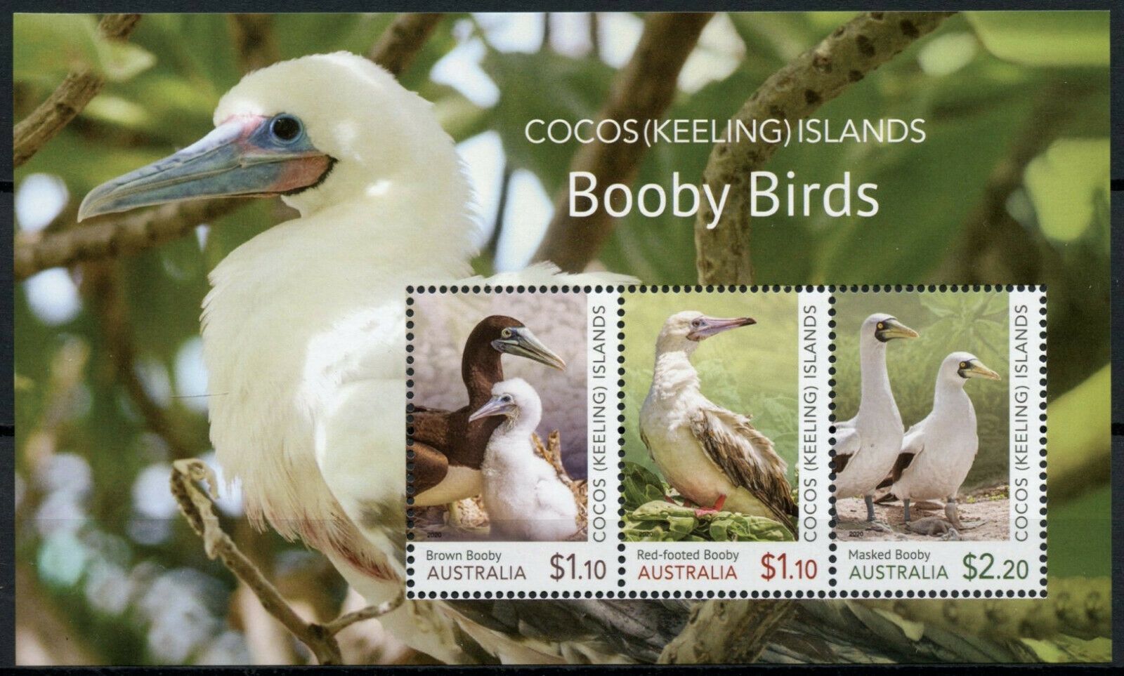 Cocos Keeling Islands Birds on Stamps 2020 MNH Red-Footed Booby Birds 3v M/S