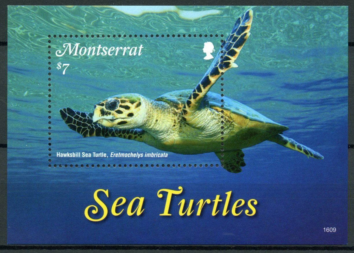 Montserrat 2016 MNH Sea Turtles Stamps Hawksbill Sea Turtle Reptiles 1v S/S