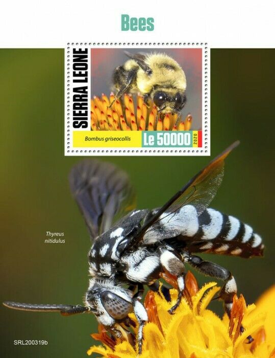 Sierra Leone Bees Stamps 2020 MNH Bumblebee Cuckoo Bee Insects 1v S/S