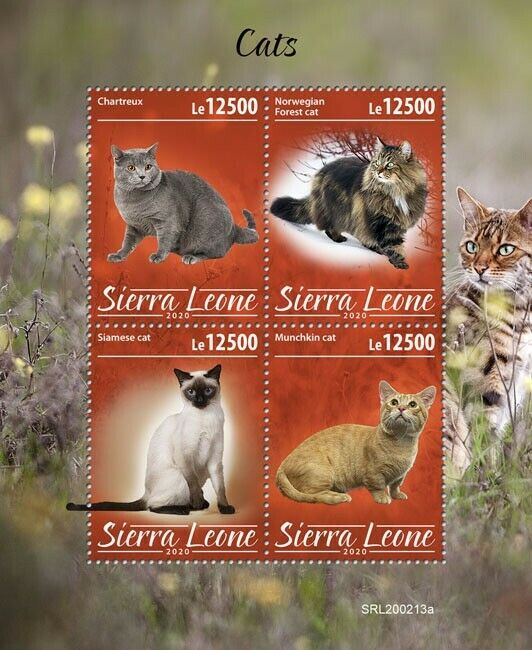 Sierra Leone Cats Stamps 2020 MNH Siamese Norwegian Forest Munchkin Cat 4v M/S