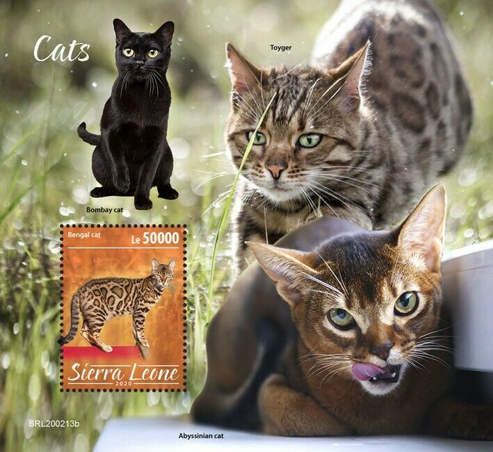 Sierra Leone 2020 MNH Cats Stamps Bengal Bombay Toyger Abyssinian Cat 1v S/S