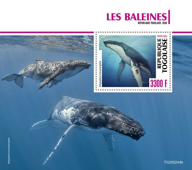 Togo Marine Animals Stamps 2020 MNH Whales Humpback Whale Fauna 1v S/S