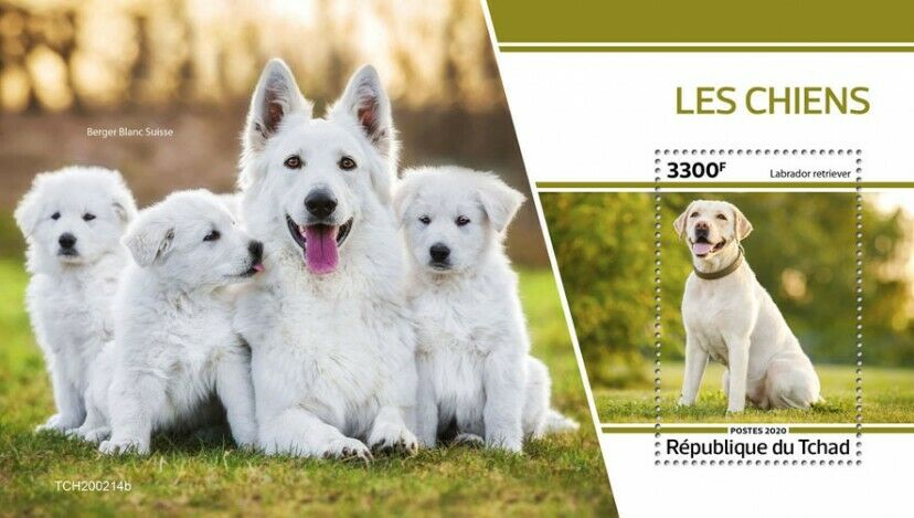 Chad 2020 MNH Dogs Stamps Labrador Retriever White Swiss Shepherd Dog 1v S/S