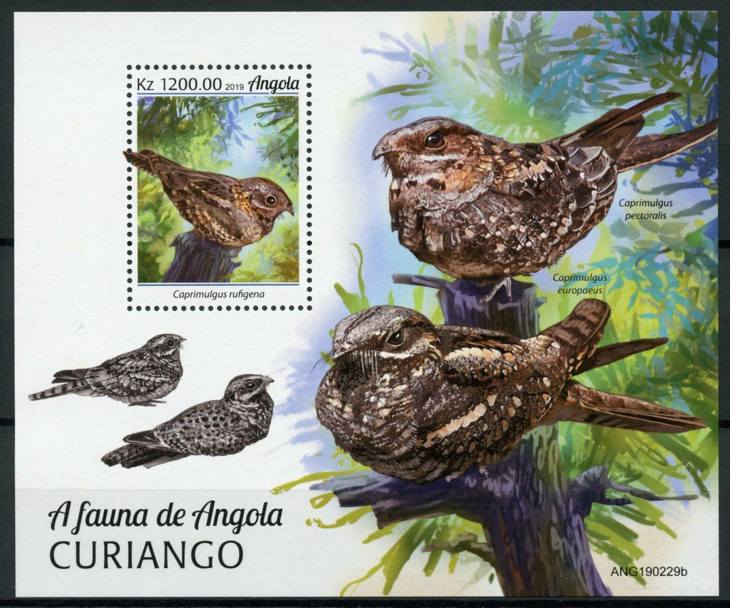 Angola Birds on Stamps 2019 MNH Nightjars Rufous-Cheeked Nightjar Fauna 1v M/S
