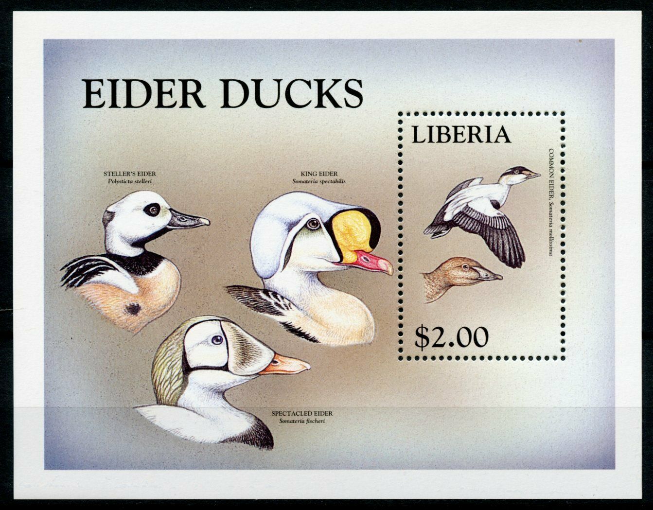 Liberia 1999 MNH Birds on Stamps World of Birds Eider Ducks Eider 1v S/S II