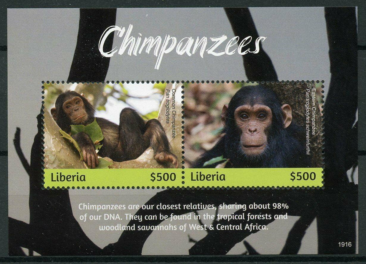 Liberia 2019 MNH Chimpanzees 1v S/S Mammals Apes Wild Animals Stamps