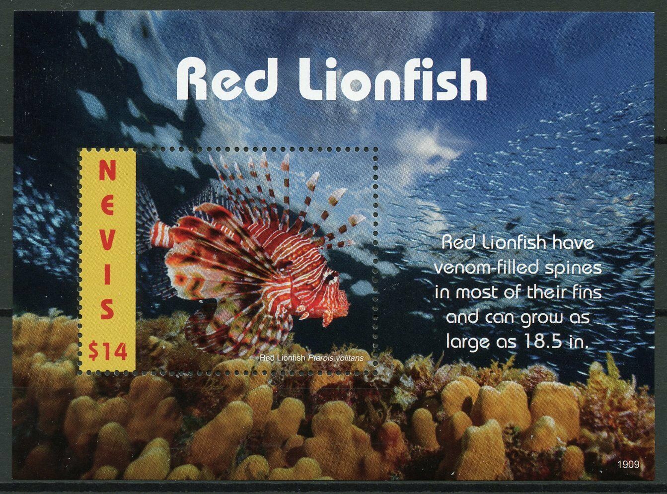 Nevis 2019 MNH Red Lionfish 1v S/S Coral Fish Fishes Marine Stamps