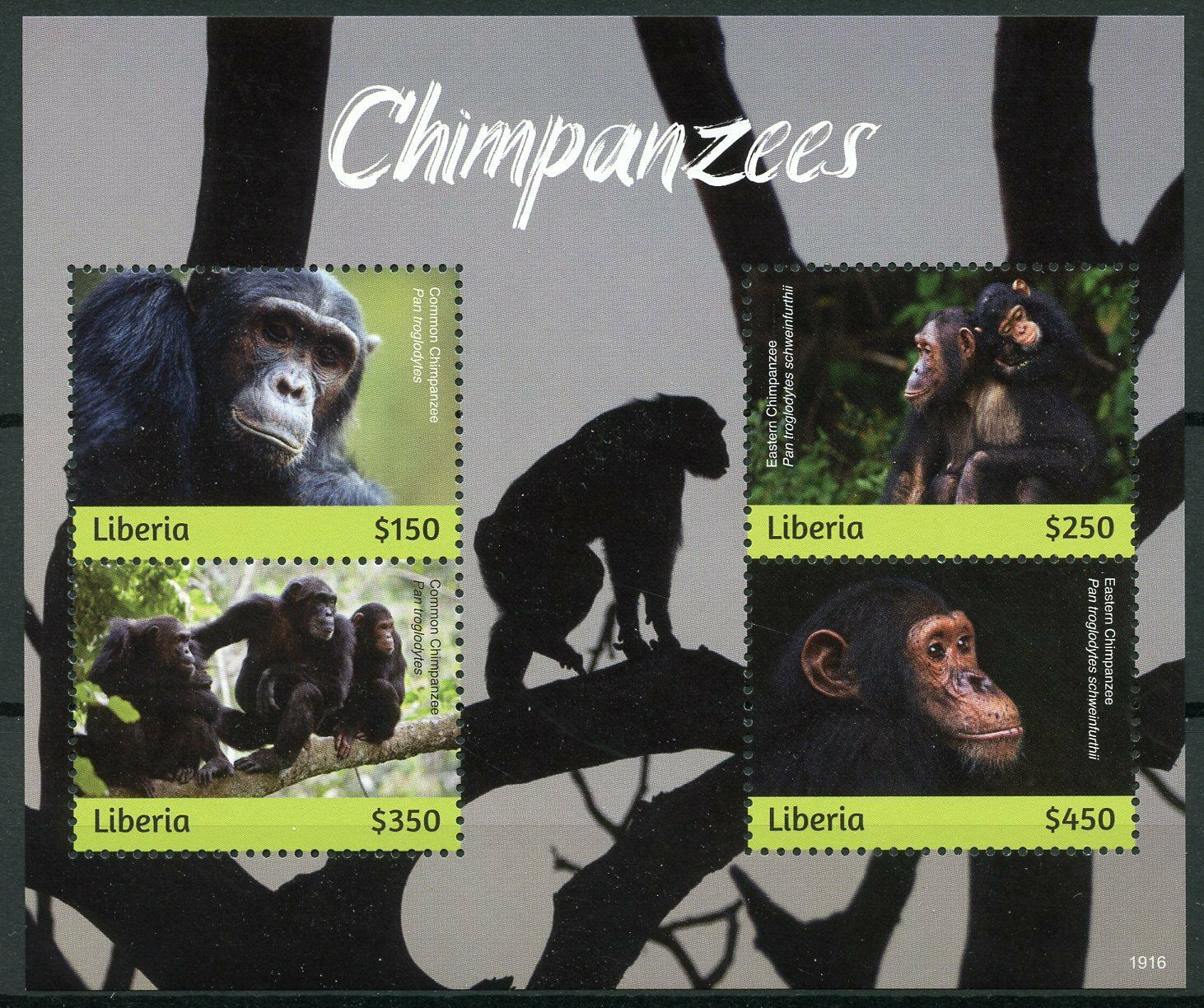 Liberia 2019 MNH Chimpanzees 4v M/S Mammals Apes Wild Animals Stamps