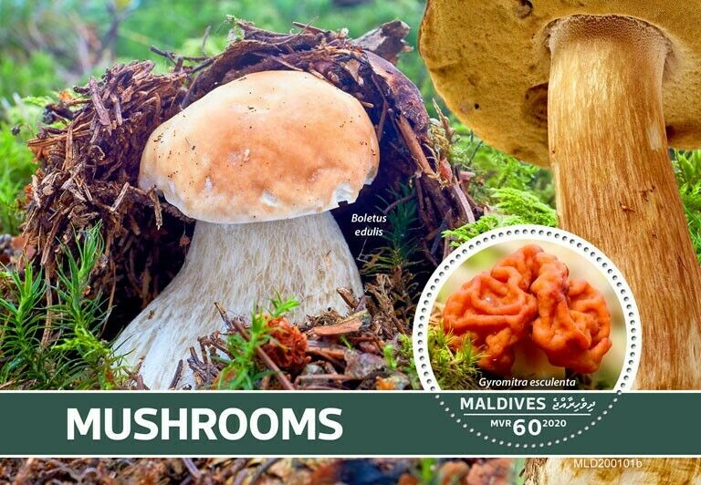 Maldives Mushrooms Stamps 2020 MNH Fungi Gyromitra Boletus Nature 1v S/S