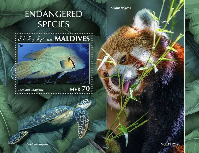 Maldives Fish Stamps 2020 MNH Endangered Species Wrasse Pandas Turtles 1v S/S