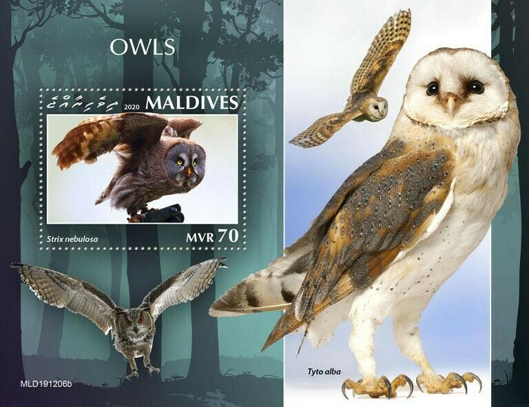Maldives Birds on Stamps 2020 MNH Owls Great Grey Barn Owl 1v S/S