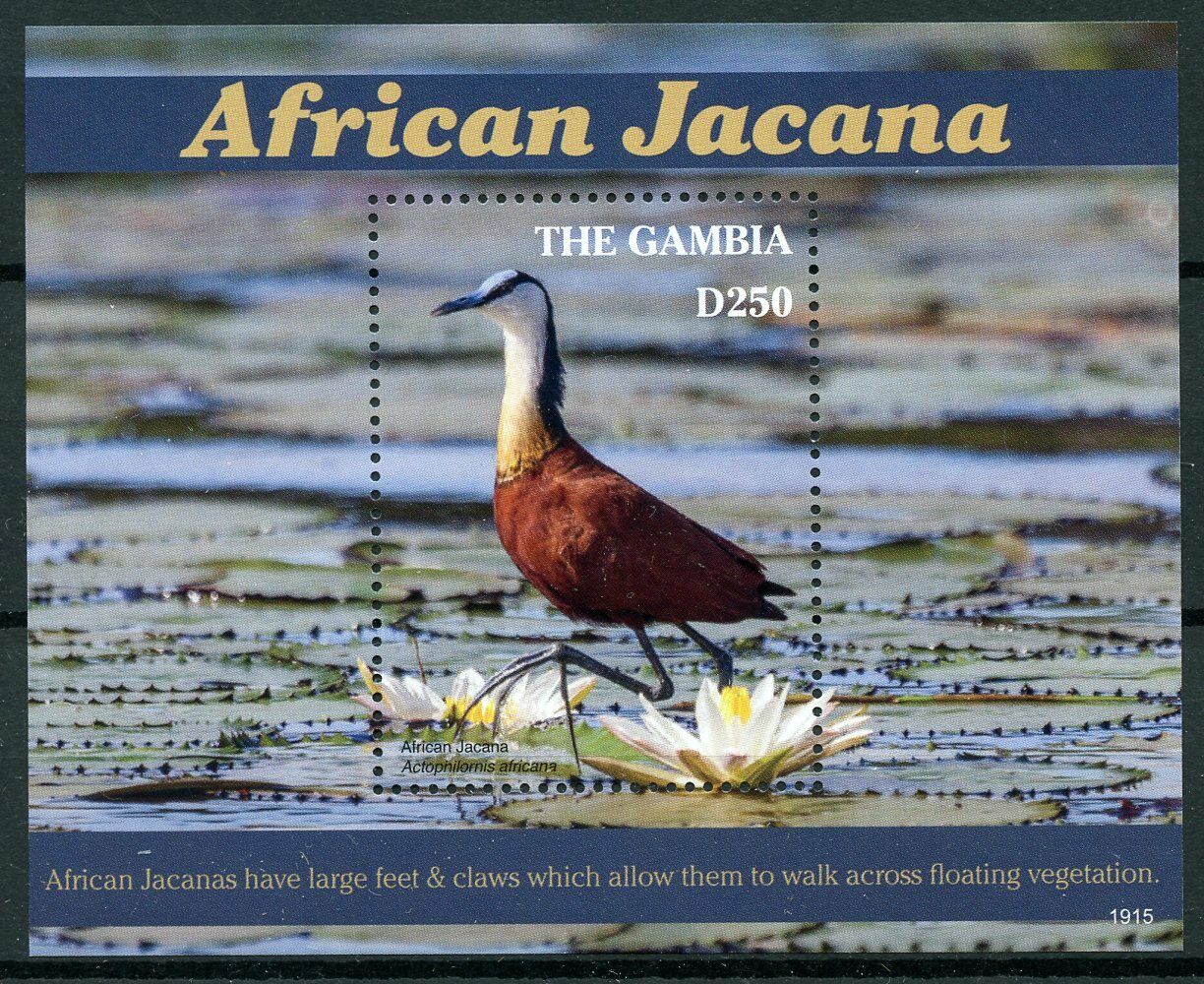 Gambia 2019 MNH African Jacana 1v S/S Jacanas Birds Stamps