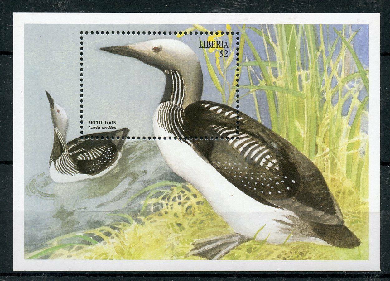 Liberia 1999 MNH Birds on Stamps Large Birds Arctic Loon 1v S/S