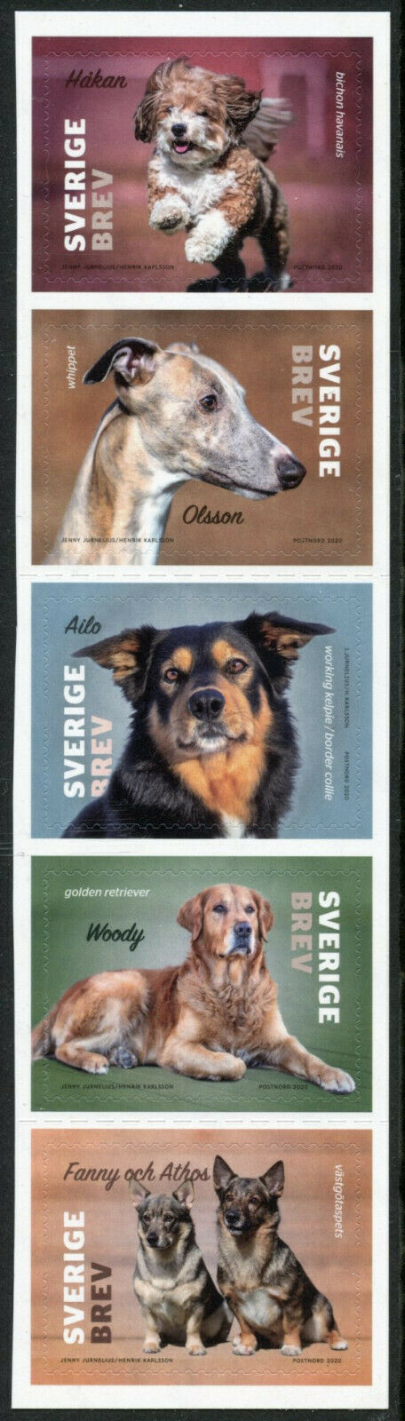 Sweden Dogs Stamps 2020 MNH Whippet Border Collie Golden Retriever 5v S/A Strip