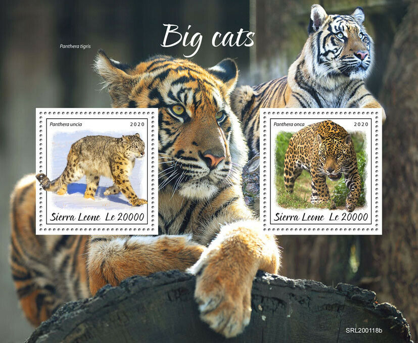 Sierra Leone Wild Animals Stamps 2020 MNH Big Cats Tigers Jaguars Leopards 2v SS