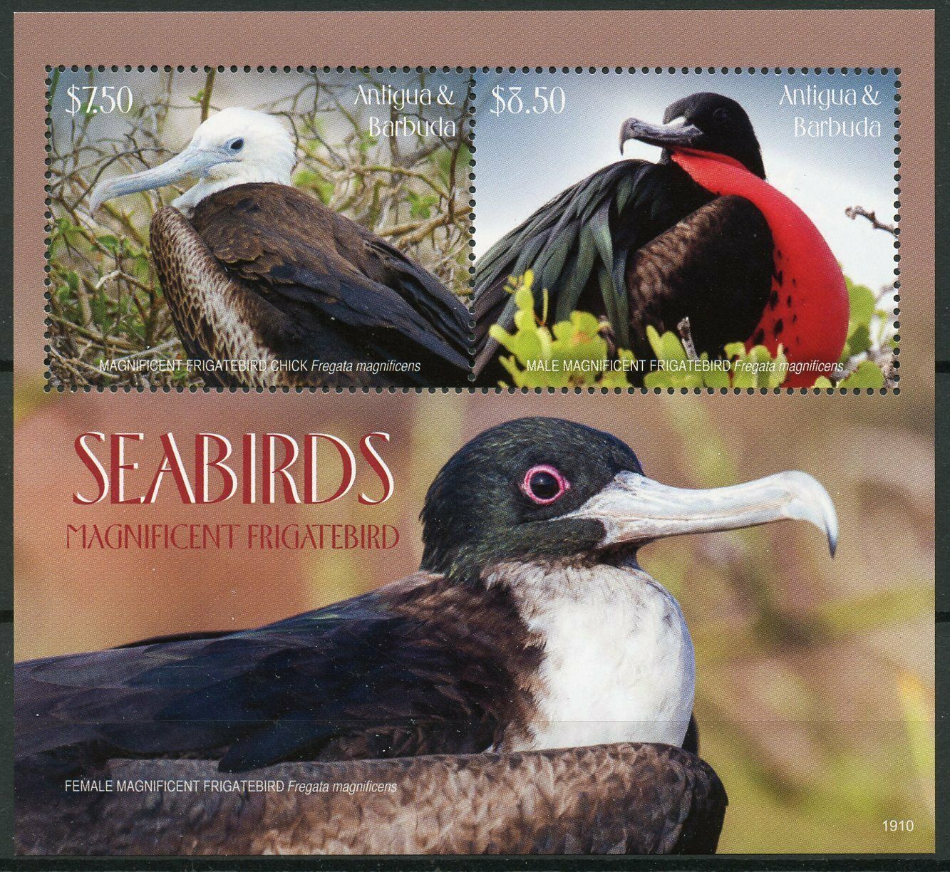 Antigua & Barbuda Birds Stamps 2019 MNH Seabirds Magnificent Frigatebird 2v S/S