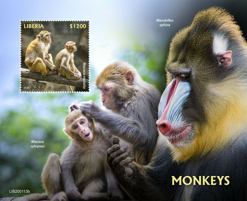 Liberia Wild Animals Stamps 2020 MNH Monkeys Macaques Mandrill Fauna 1v S/S
