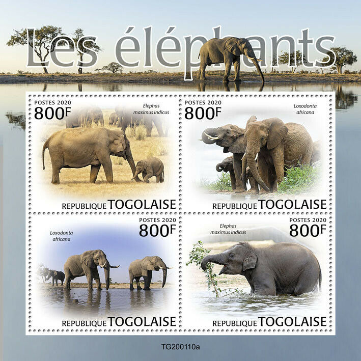 Togo 2020 MNH Wild Animals Stamps Elephants African Indian Elephant Fauna 4v M/S