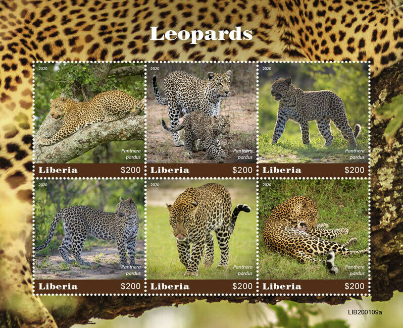 Liberia Wild Animals Stamps 2020 MNH Leopards Leopard Big Cats Fauna 6v M/S