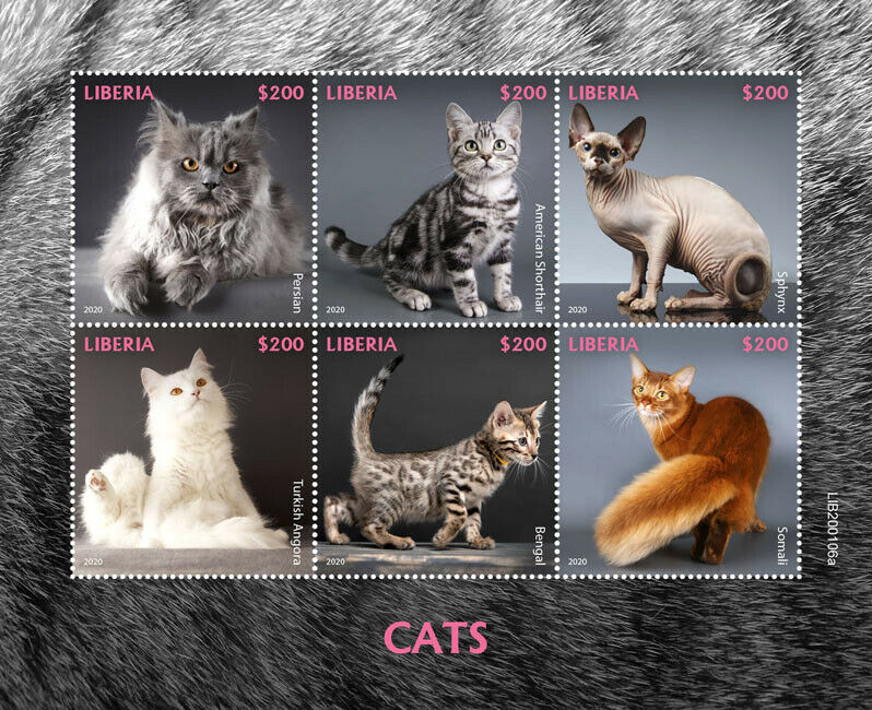 Liberia 2020 MNH Cats Stamps Persian Sphynx Bengal Turkish Angora Cat 6v M/S