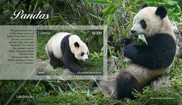 Liberia Wild Animals Stamps 2020 MNH Pandas Giant Panda Fauna 1v S/S I