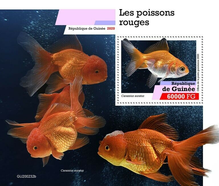 Guinea 2020 MNH Fish Stamps Goldfish Fishes Domestic Animals Pets 1v S/S