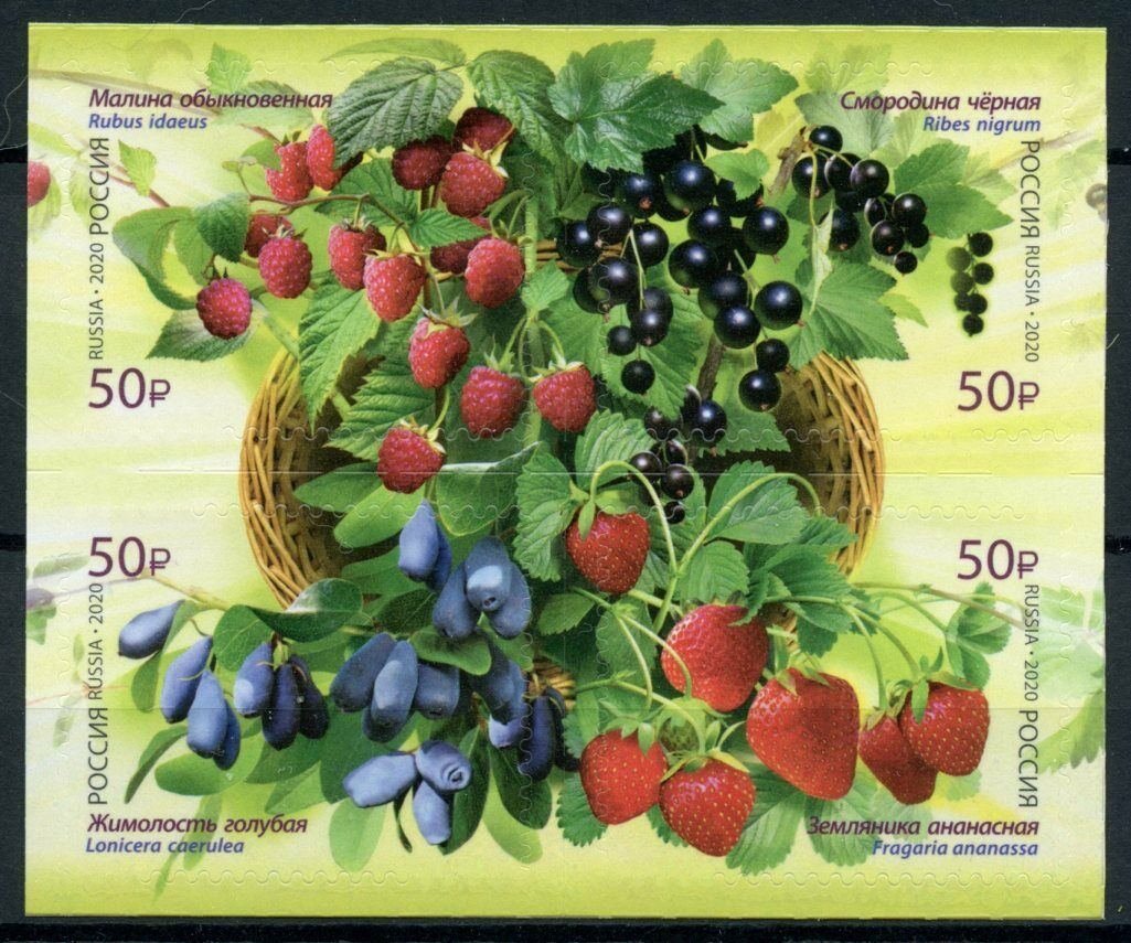 Russia Plants Stamps 2020 MNH Berries Strawberries Blackberries Nature 4v S/A MS
