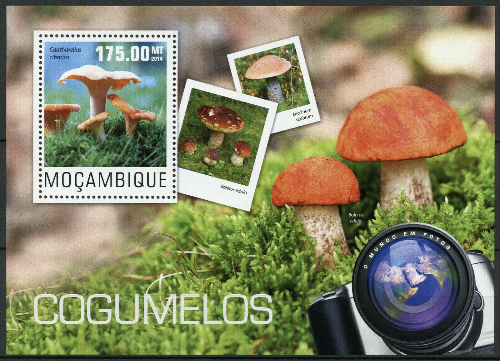 Mozambique Mushrooms Stamps 2014 MNH Cantharelle Mushroom Fungi Nature 1v S/S