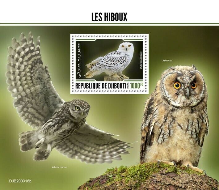 Djibouti Birds on Stamps 2020 MNH Owls Snowy Owl Little Owl 1v S/S