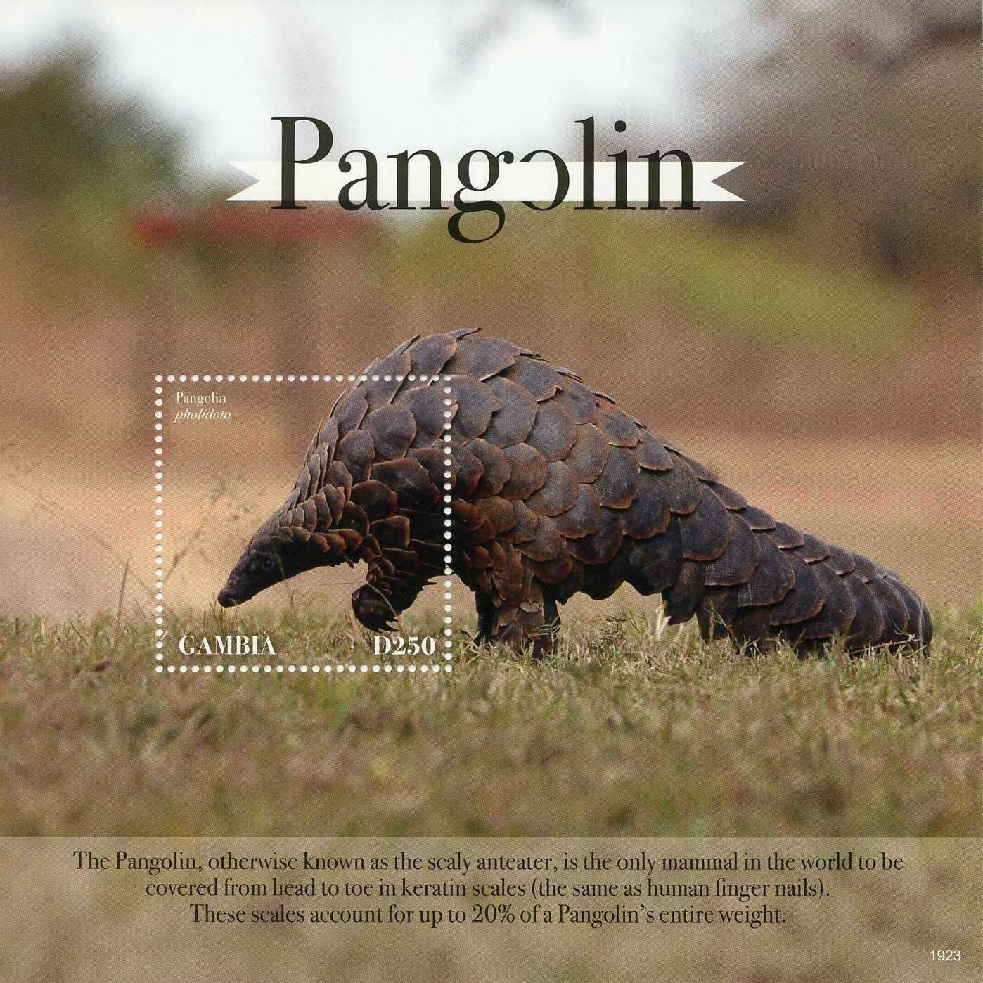 Gambia Wild Animals Stamps 2019 MNH Pangolins Pangolin Fauna 1v S/S