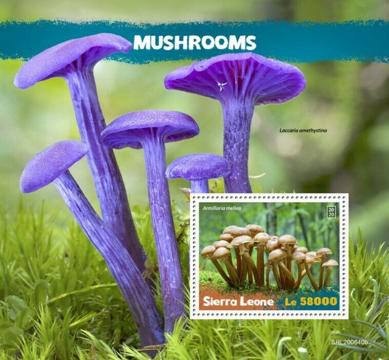 Sierra Leone Mushrooms Stamps 2020 MNH Fungi Honey Fungus Nature 1v S/S