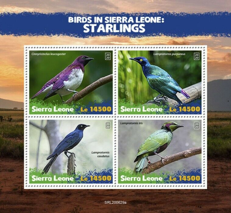 Sierra Leone Birds on Stamps 2020 MNH Starlings Violet-backed Starling 4v M/S