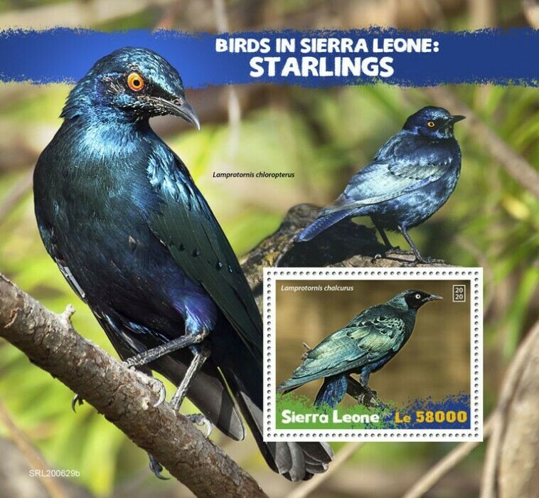 Sierra Leone Birds on Stamps 2020 MNH Starlings Bronze-tailed Starling 1v S/S