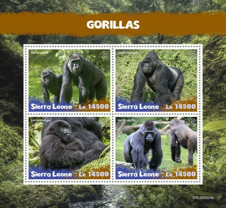 Sierra Leone Wild Animals Stamps 2020 MNH Gorillas Primates Apes Fauna 4v M/S