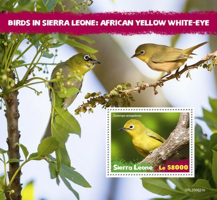 Sierra Leone Birds on Stamps 2020 MNH African Yellow White-Eye White-Eyes 1v S/S