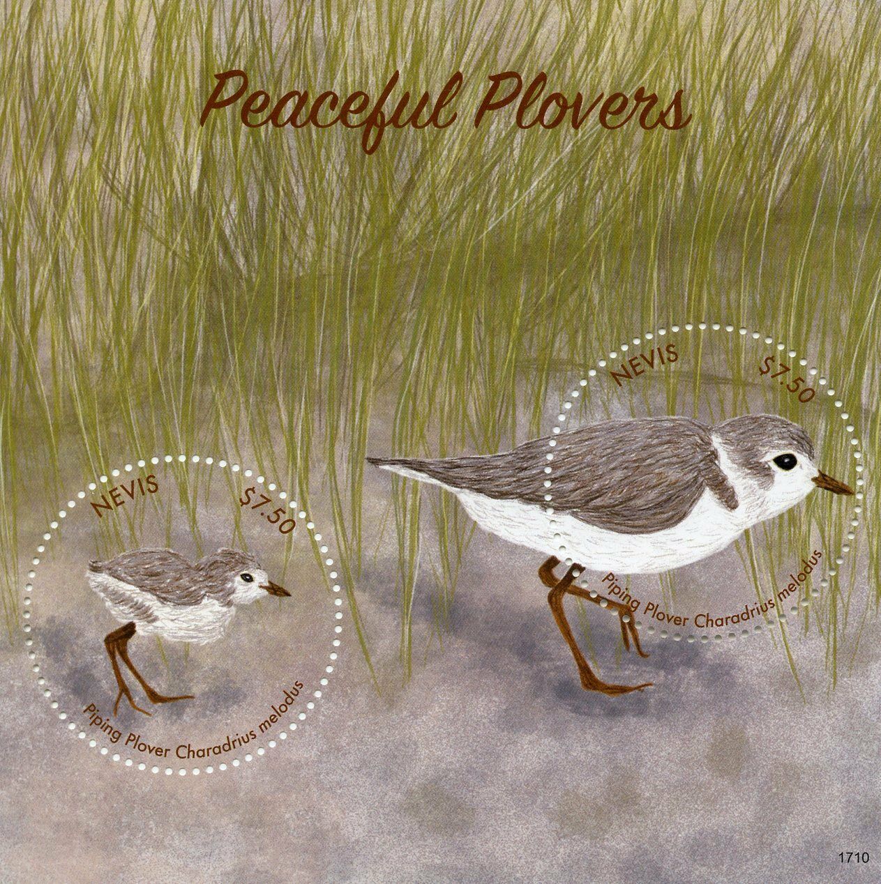 Nevis 2017 MNH Birds on Stamps Peaceful Plovers Piping Plover 2v S/S II