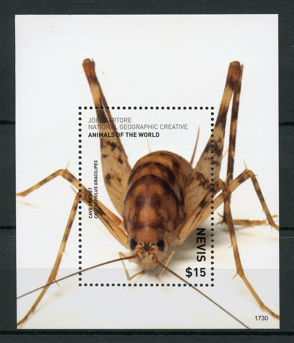 Nevis Insects Stamps 2017 MNH Wild Animals of World Cave Cricket Crickets 1v S/S