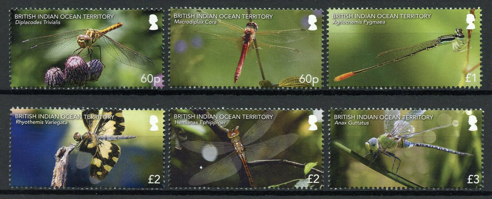 BIOT 2019 MNH Insects Stamps Dragonflies Dragonfly 6v Set