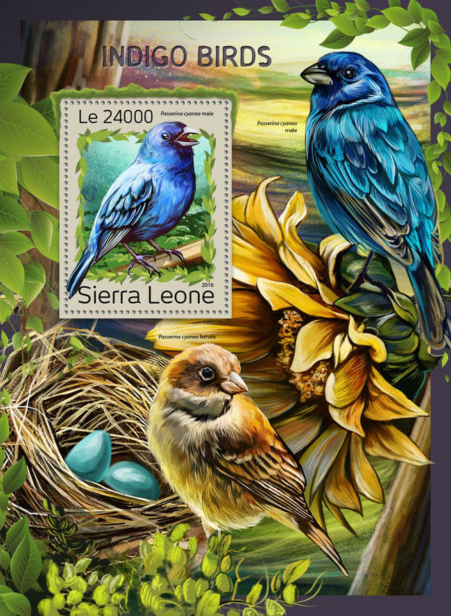 Sierra Leone 2016 MNH Indigobirds Indigo Bunting 1v S/S Birds Stamps