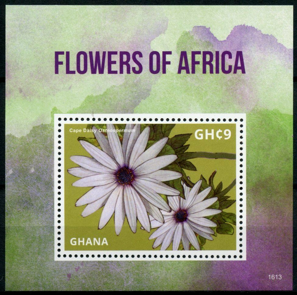 Ghana Flowers of Africa Stamps 2016 MNH Cape Daisy Flora 1v S/S