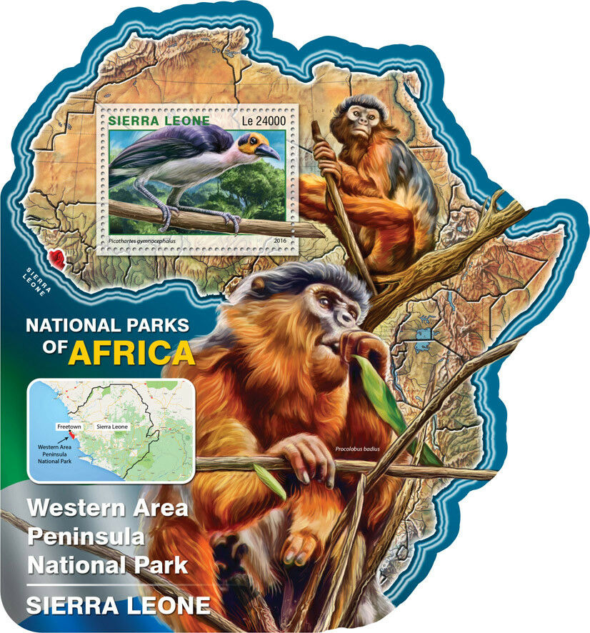 Sierra Leone 2016 MNH Western Area Peninsula National Park 1v S/S Birds Stamps