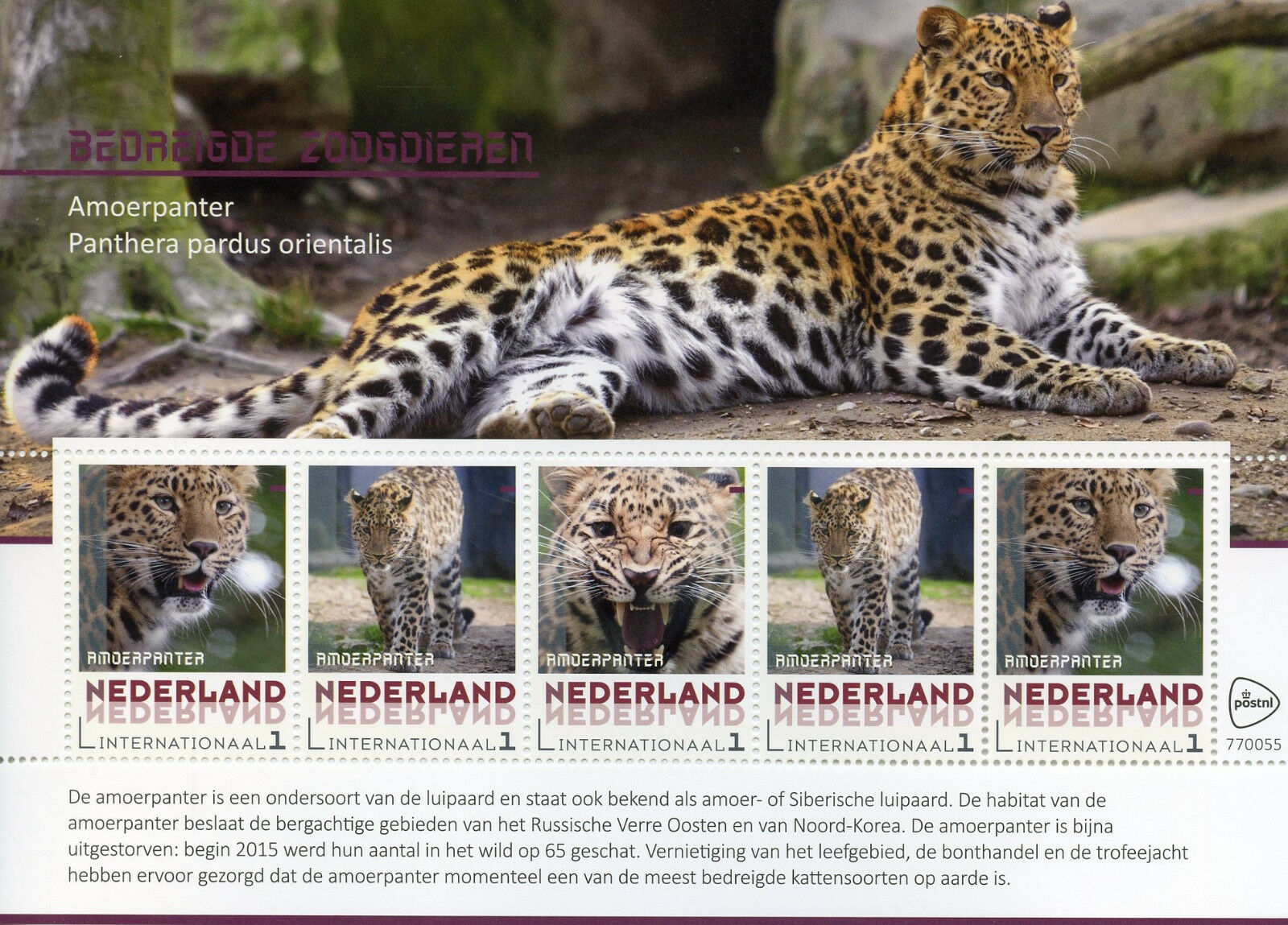 Netherlands 2017 MNH Amur Leopard Leopards Endangered Wild Animals 5v M/S Stamps