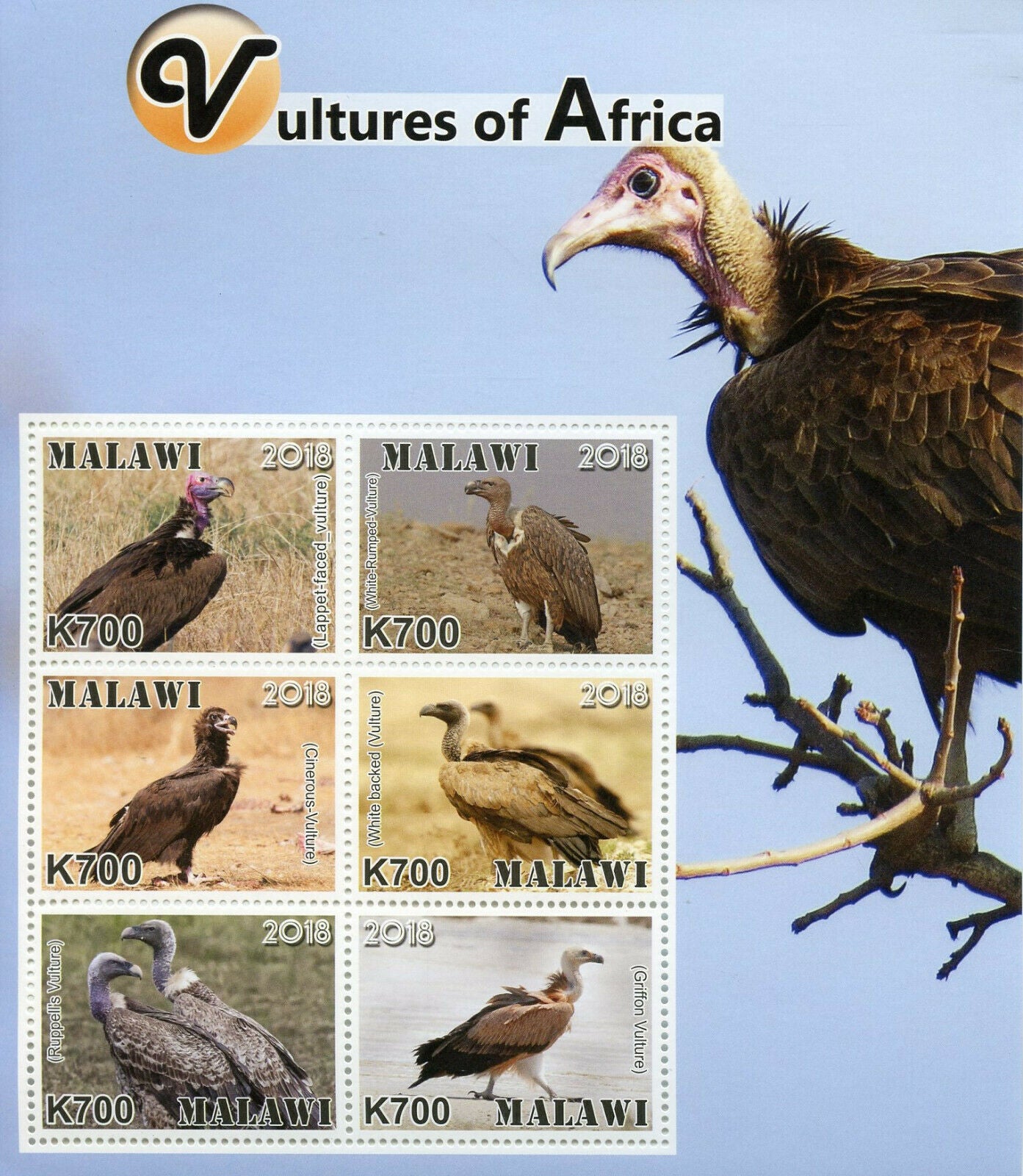 Malawi 2018 MNH Vultures of Africa Hooded Vulture 6v M/S Birds Stamps