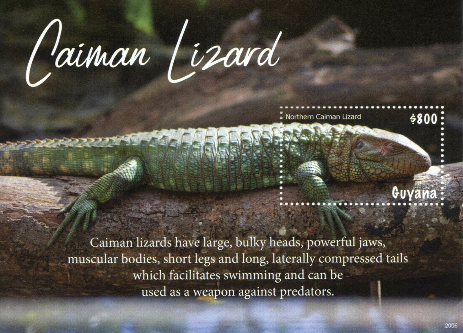 Guyana Lizards Stamps 2020 MNH Northern Caiman Lizard Reptiles Fauna 1v S/S