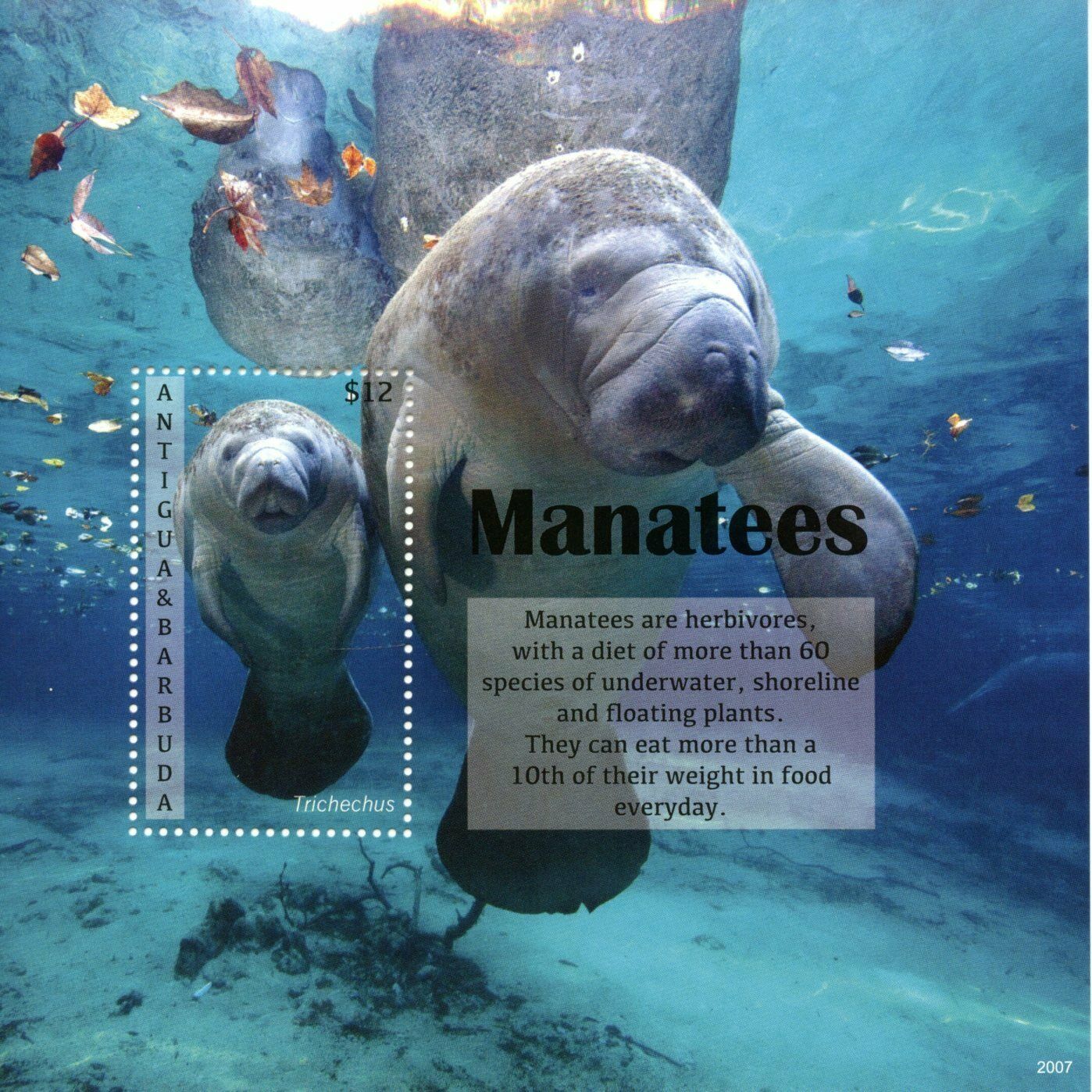 Antigua & Barbuda 2020 MNH Marine Animals Stamps Manatees Manatee Fauna 1v S/S