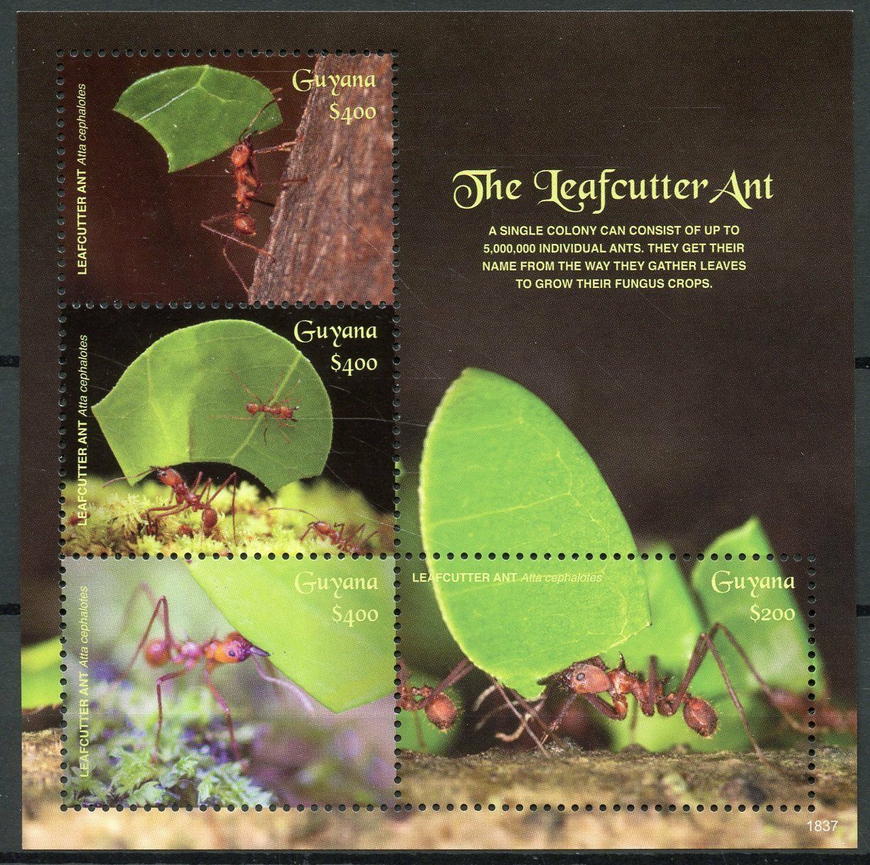 Guyana 2018 MNH Insects Stamps Leafcutter Ant Ants Fauna Nature 4v M/S