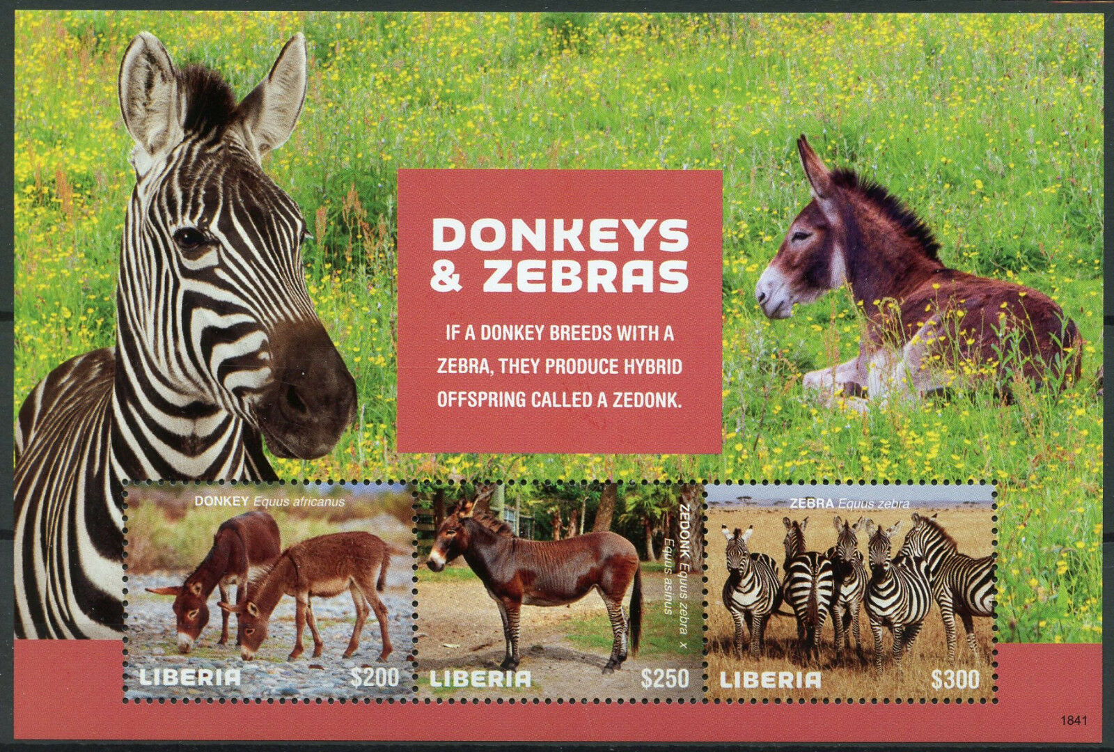 Liberia 2018 MNH Donkeys & Zebras Zedonk 3v M/S Farm Wild Animals Stamps