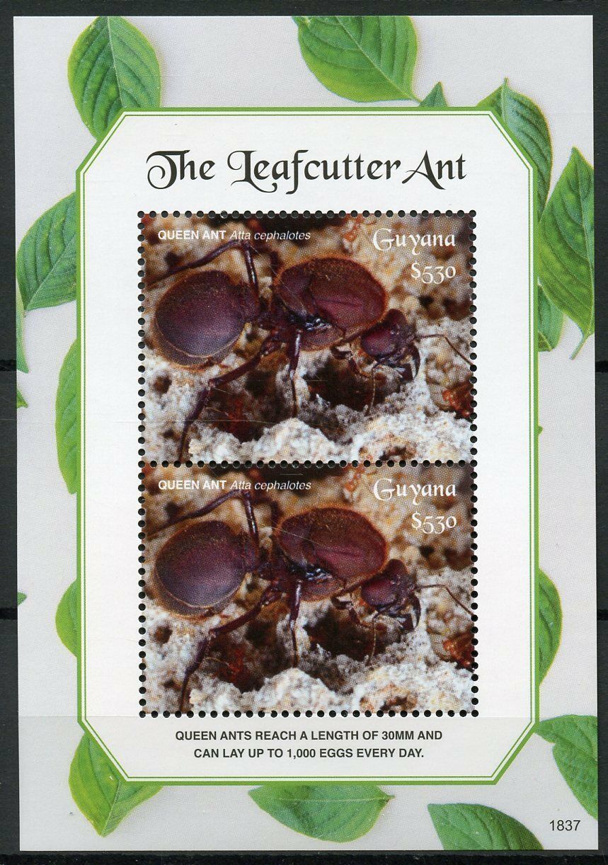 Guyana Insects Stamps 2018 MNH Leafcutter Ant Ants Nature 1v S/S