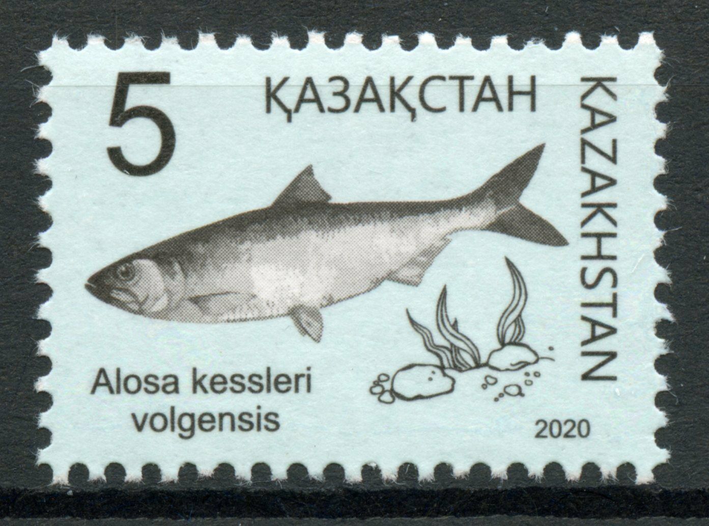 Kazakhstan Fish Stamps 2020 MNH Volga Shad Red Book Fishes 1v Set