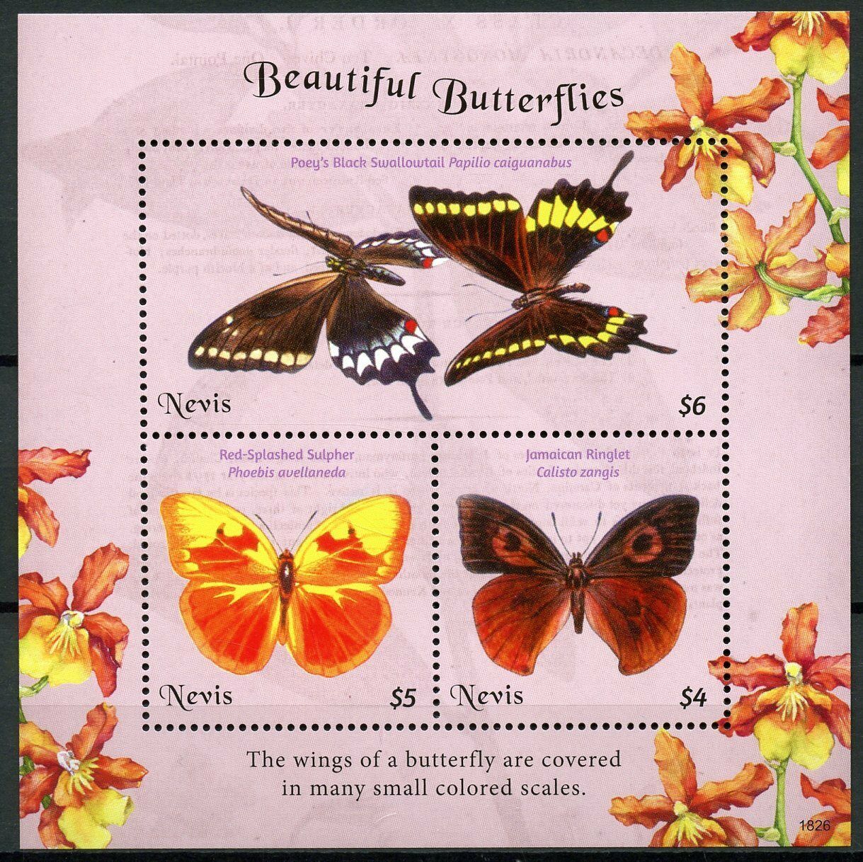 Nevis Butterfly Stamps 2018 MNH Beautiful Butterflies Swallowtail Sulpher 3v M/S
